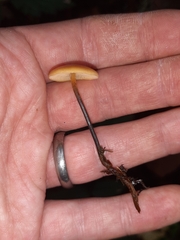 Heimiomyces fulvipes