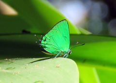 Chalybs janias