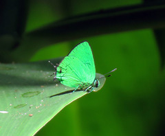Chalybs janias