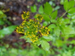 Thaspium trifoliatum