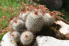 Mammillaria bombycina