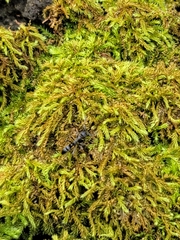 Leptogenys falcigera