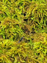 Leptogenys falcigera