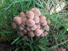 Psathyrella