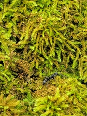 Leptogenys falcigera