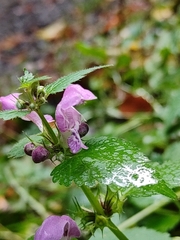 Lamium maculatum