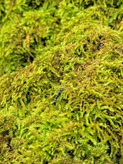 Leptogenys falcigera