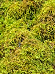 Leptogenys falcigera