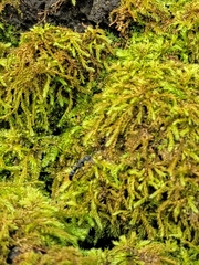 Leptogenys falcigera