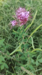 Polanisia dodecandra riograndensis