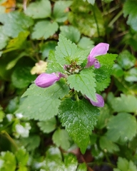 Lamium maculatum