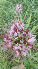 Polanisia dodecandra riograndensis