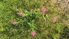 Polanisia dodecandra riograndensis