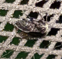 Catonia nava