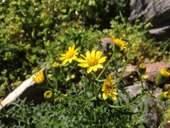 Senecio lyonii