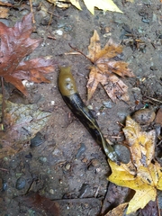 Ariolimax columbianus