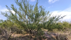 Parkinsonia texana macra