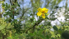 Parkinsonia texana macra