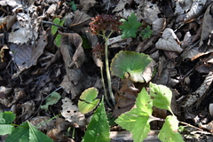 Micranthes manchuriensis