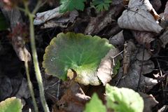 Micranthes manchuriensis