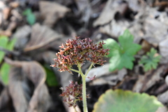 Micranthes manchuriensis
