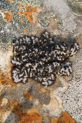 Umbilicaria cylindrica