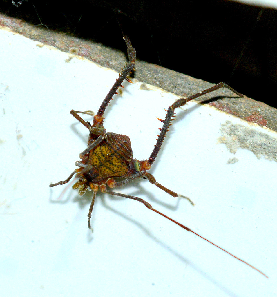 daddy longlegs