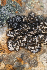 Umbilicaria cylindrica