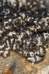 Umbilicaria cylindrica