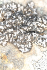 Umbilicaria cylindrica