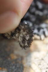 Umbilicaria cylindrica