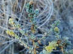 Atriplex glauca