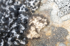 Umbilicaria cylindrica