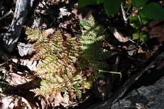Athyrium spinulosum