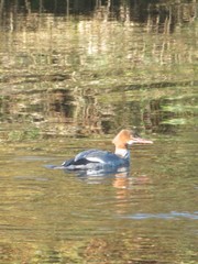 Mergus merganser
