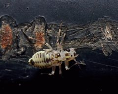 Teliapsocus conterminus