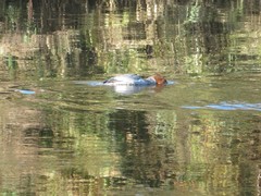 Mergus merganser