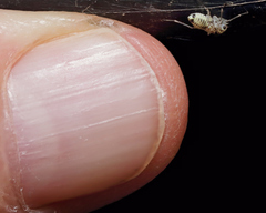 Teliapsocus conterminus