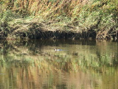 Mergus merganser