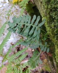 Polypodium vulgare