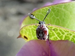 Megacerus leucospilus