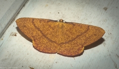 Eumelea rosalia