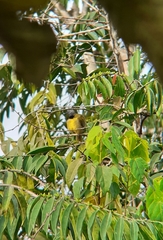 Hypergerus atriceps
