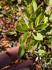 Arctostaphylos nevadensis