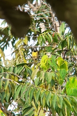 Hypergerus atriceps