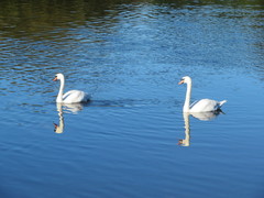 Cygnus olor