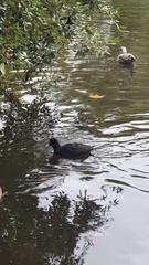Fulica atra