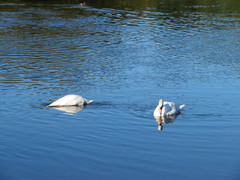 Cygnus olor