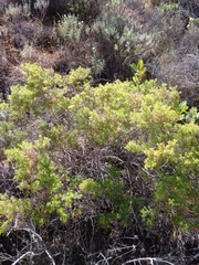 Galium catalinense acrispum