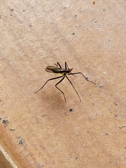Telostylinus lineolatus